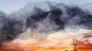 Photographer transforms plastic bags into beautiful bird flocks